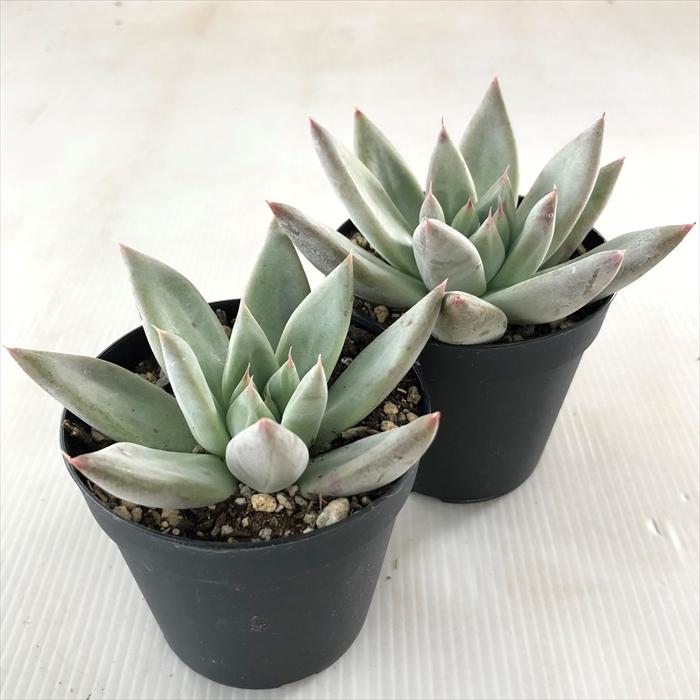 多肉植物 Swkエケベリア セブンナイツ トリマネンシス コロラータタパルパ 多肉植物 エアーマジック 韓国苗 エケベリア 7 5cmポット Swk 001 033 フラワーネット日本花キ流通 通販 Yahoo ショッピング