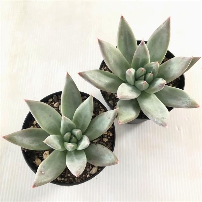 多肉植物 Swkエケベリア セブンナイツ トリマネンシス コロラータタパルパ 多肉植物 エアーマジック 韓国苗 エケベリア 7 5cmポット Swk 001 033 フラワーネット日本花キ流通 通販 Yahoo ショッピング