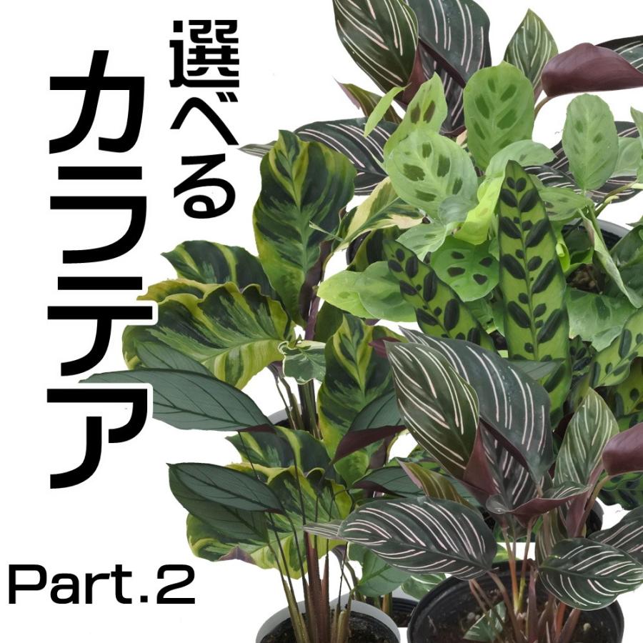 選べる カラテア Part 2 観葉植物 4号鉢 Z 101 002 フラワーネット日本花キ流通 通販 Yahoo ショッピング
