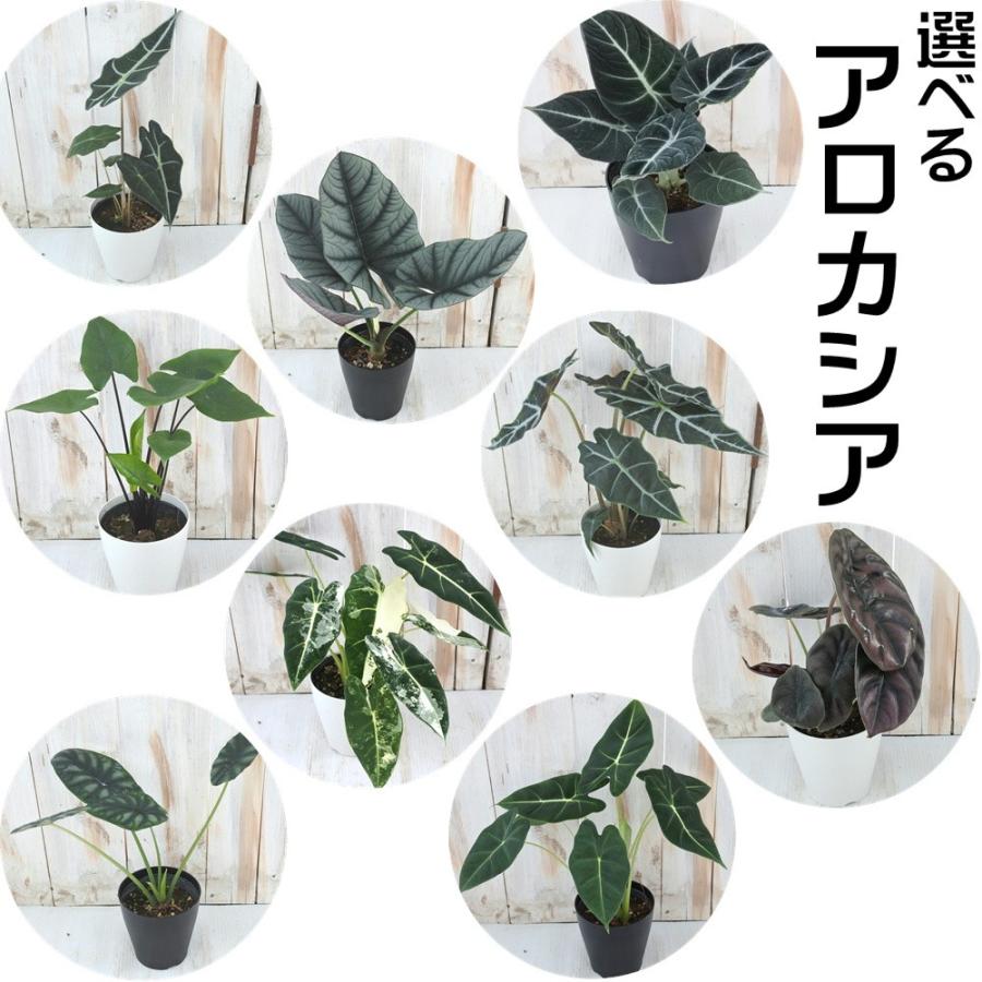選べる アロカシア 観葉植物 4号鉢 Z 101 003 フラワーネット日本花キ流通 通販 Yahoo ショッピング