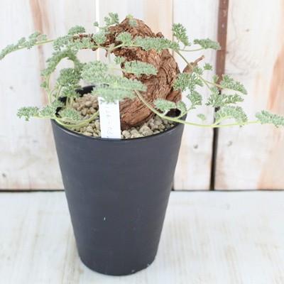 日本花キ流通 多肉植物 caペラルゴニウム トリステ 現品販売 1126-03 4