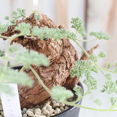 日本花キ流通 多肉植物 caペラルゴニウム トリステ 現品販売 1126-03 4