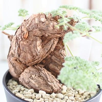 日本花キ流通 多肉植物 caペラルゴニウム トリステ 現品販売 1126-03 4