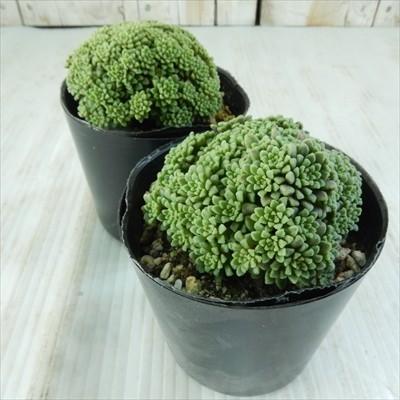 日本花キ流通 多肉植物 seモナンテス アミドロス 多肉植物 モナンテス