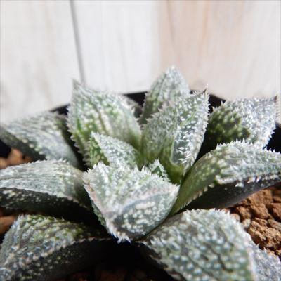 Niハオルチア ウィミー交配種 Gt 05 多肉植物 ハオルチア 7 5cm Z フラワーネット日本花キ流通 通販 Yahoo ショッピング