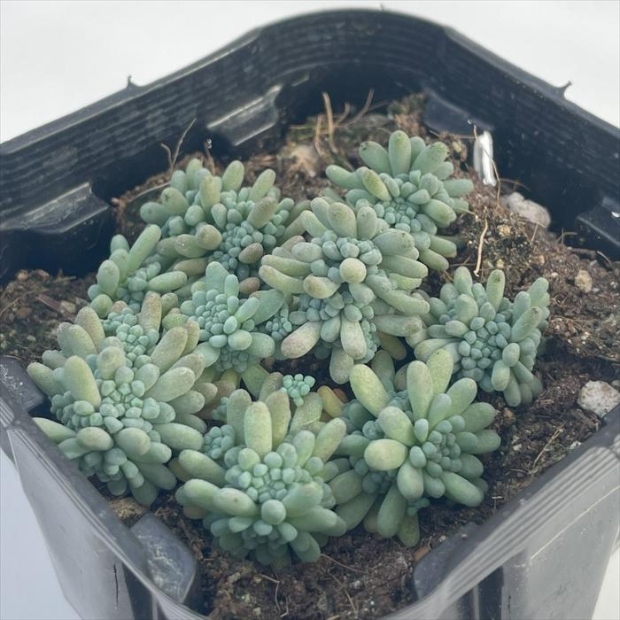日本花キ流通 多肉植物 seセダム ルベンスリザード セダム 9cm 日本花キ流通 多肉植物 seセダム ルベンスリザード セダム 9cm