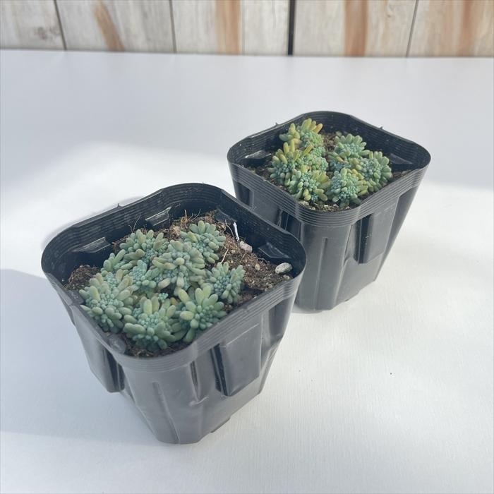 日本花キ流通 多肉植物 seセダム ルベンスリザード セダム 9cm 日本花キ流通 多肉植物 seセダム ルベンスリザード セダム 9cm