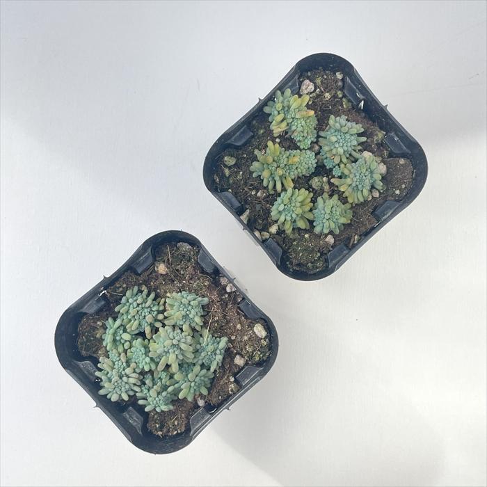 日本花キ流通 多肉植物 seセダム ルベンスリザード セダム 9cm 日本花キ流通 多肉植物 seセダム ルベンスリザード セダム 9cm