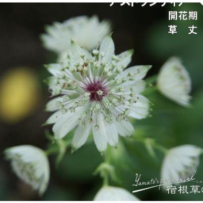 予約販売 宿根草の咲く庭 アストランティア マヨール 宿根草苗 ガーデニング 9cmロングポット 人気の製品 多年草 4月下旬以降発送