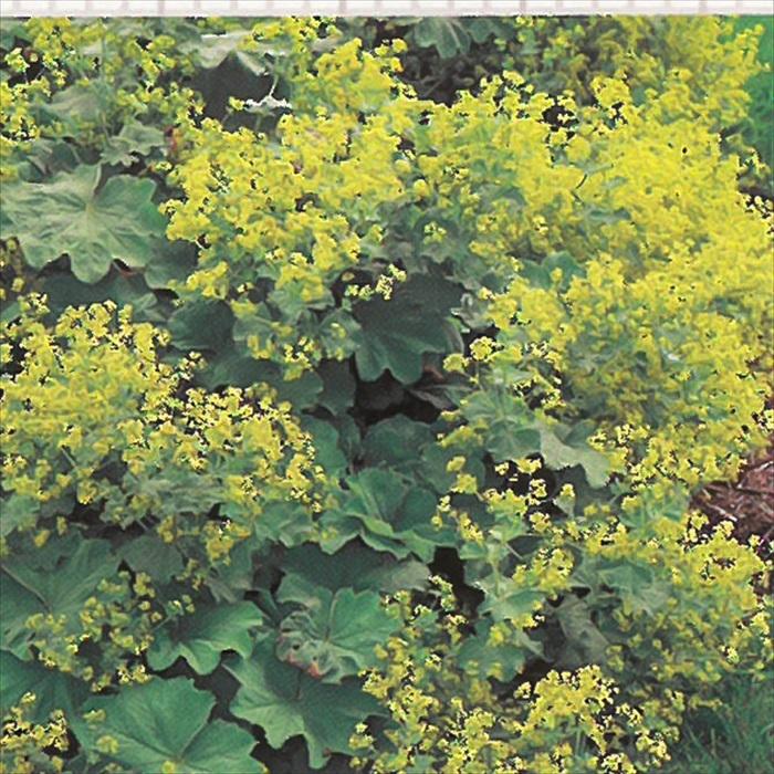 予約販売 宿根草の咲く庭 アルケミラ モリス 宿根草苗 9cmロングポット ガーデニング 多年草 レディスマントル 11月中旬以降発送 Z 601 015 フラワーネット日本花キ流通 通販 Yahoo ショッピング