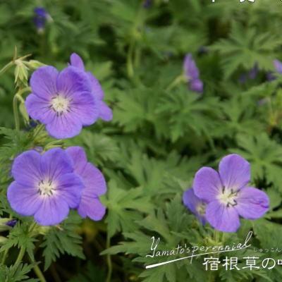 予約販売 宿根草の咲く庭 ゲラニューム ブルックサイド 宿根草苗 11月中旬以降発送 選択 9cmロングポット フウロソウ ガーデニング 多年草