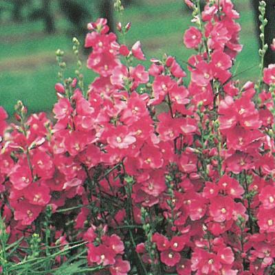 予約販売 宿根草の咲く庭 シダルセア ロザンナ 宿根草苗 9cmロングポット ガーデニング 多年草 3月下旬以降発送 Z 601 040 フラワーネット日本花キ流通 通販 Yahoo ショッピング
