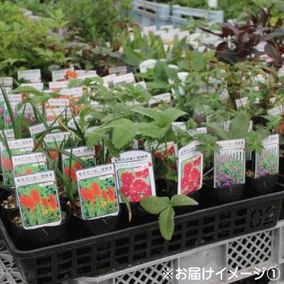 日本花キ流通 予約販売 宿根草の咲く庭 デルフィニウム 苗