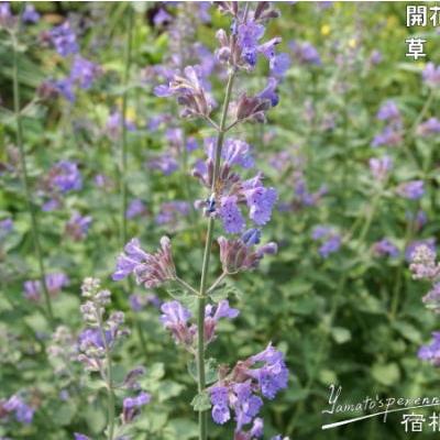 宿根草苗No.10　 掘り上げ株9cmポット8個 宿根草苗No.10 掘り上げ株9cmポット8個