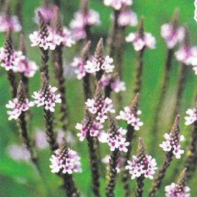 予約販売 宿根草の咲く庭 バーベイン ピンク 宿根草苗 9cmロングポット ガーデニング 多年草 クマツヅラ 4月中旬以降発送 Z 601 061 フラワーネット日本花キ流通 通販 Yahoo ショッピング