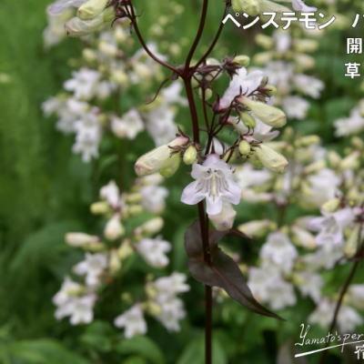 予約販売 宿根草の咲く庭 ペンステモン ハスカーレッド 宿根草苗 9cmロングポット ガーデニング 多年草 Z 601 077 フラワーネット日本花キ流通 通販 Yahoo ショッピング