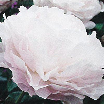 予約販売 宿根草の咲く庭 西洋芍薬 ムーンストーン 宿根草苗 12cmポット ガーデニング 多年草 11月中旬以降発送 Z 601 085 フラワーネット日本花キ流通 通販 Yahoo ショッピング