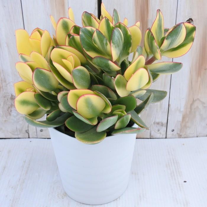 13 ✨斑入り 金のなる木✨ 植木鉢付き 金のなる木：キラメキ｜