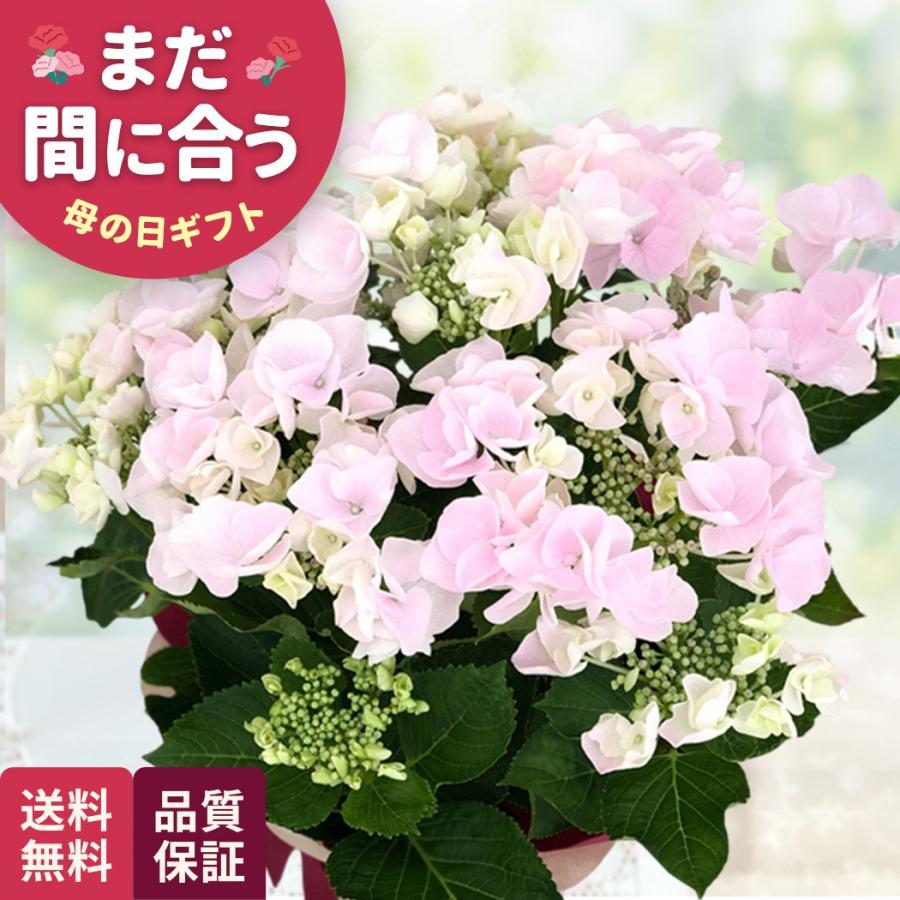 母の日 ギフト アジサイ カメレオンホベラ 5号鉢 送料無料 母の日 プレゼント 花 鉢植え あじさい 紫陽花 日本花キ流通（Yahoo!・フラワーネット日本花キ流通）