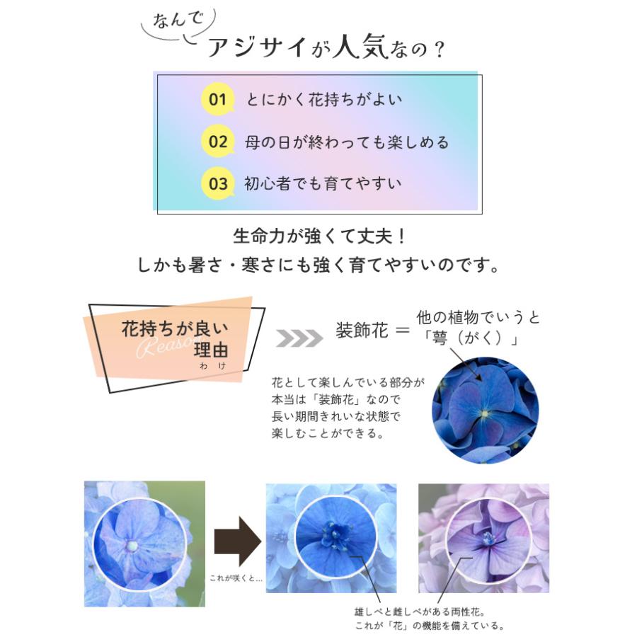 【遅れてごめんね】母の日 プレゼント アジサイ カメレオンホベラ 5号鉢 送料無料 母の日ギフト 花 鉢植え あじさい 紫陽花｜flower-net｜11