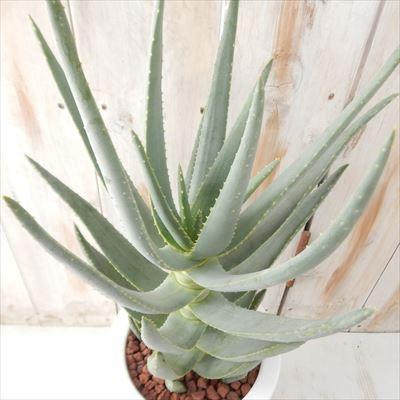 日本花キ流通 多肉植物 アロエ ディコトマ 6号 : フラワーネット 日本花キ流通 多肉植物 アロエ ディコトマ 6号 : フラワーネット