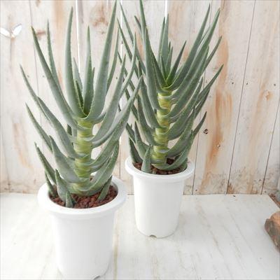 日本花キ流通 多肉植物 アロエ ディコトマ 多肉植物 アロエ 6号
