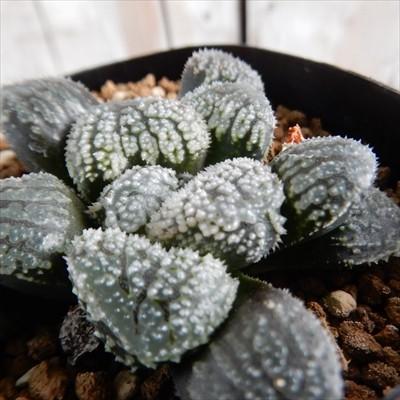 多肉植物 Niハオルチア Wm52 ウィミー交配美種 指輪物語 多肉植物 ハオルチア 7 5cmポット Z1801 Ni 001 303 フラワーネット日本花キ流通 通販 Yahoo ショッピング