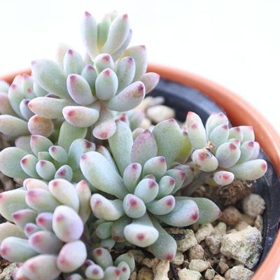 多肉植物 Hmグラプトペタルム ミクロカリックス 多肉植物 6cmポット Z1802 Aw 001 004 フラワーネット日本花キ流通 通販 Yahoo ショッピング