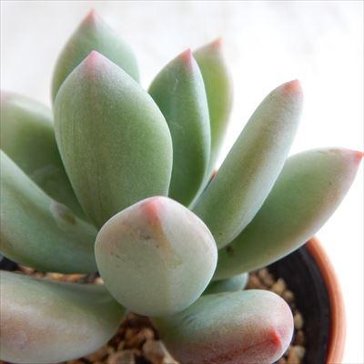 多肉植物　星美人　抜き苗 多肉植物 星美人 抜き苗 多肉植物 星美人 抜き苗