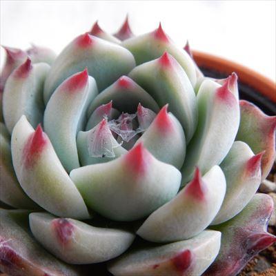日本花キ流通 多肉植物 hmエケベリア 下山コロラータ 多肉植物