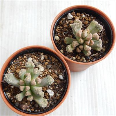 日本花キ流通 多肉植物 hmチタノプシス 天女冠 チタノプシス 6cm