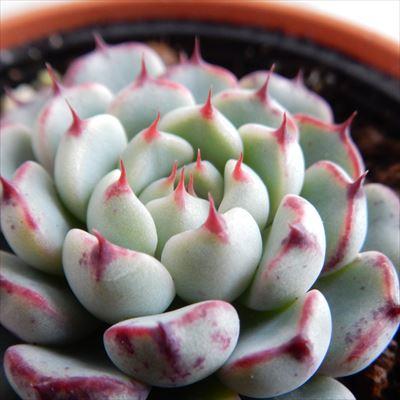 多肉植物 Hmエケベリア ミニマレッドエッジ 多肉植物 エケベリア 6cmポット Z1802 Hm 001 005 フラワーネット日本花キ流通 通販 Yahoo ショッピング