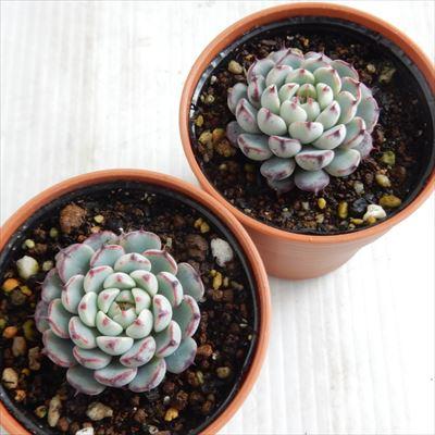 日本花キ流通 多肉植物 hmエケベリア ミニマレッドエッジ 多肉植物