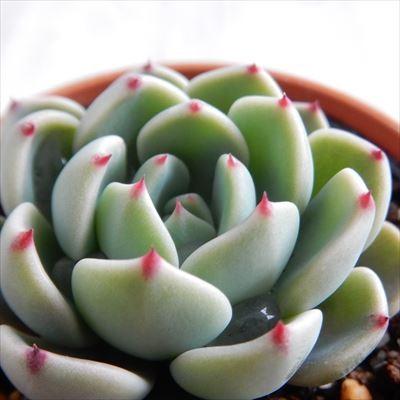 日本花キ流通 多肉植物 hmエケベリア 七福美尼 エケベリア 6cm 日本花キ流通 多肉植物 hmエケベリア 七福美尼 エケベリア 6cm