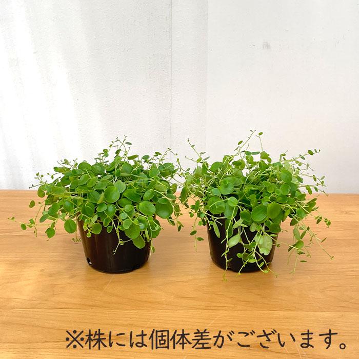 日本花キ流通 観葉植物 ペペロミア ジェミニ 9cmポット 観葉植物 小型