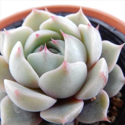 日本花キ流通 多肉植物 hmエケベリア ベンバディス 多肉植物