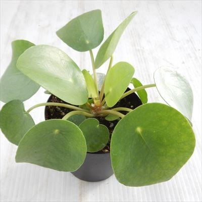 多肉植物 ピレア ペペロミオイデス 多肉植物 観葉植物 3号鉢 Z1808 101 001 フラワーネット日本花キ流通 通販 Yahoo ショッピング