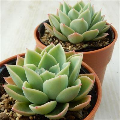 多肉植物 Hmエケベリア パンジー 多肉植物 エケベリア 6cmポット Z1802 Ori 001 006 フラワーネット日本花キ流通 通販 Yahoo ショッピング