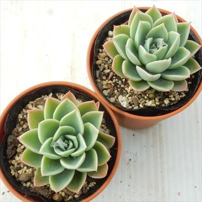 多肉植物 Hmエケベリア パンジー 多肉植物 エケベリア 6cmポット Z1802 Ori 001 006 フラワーネット日本花キ流通 通販 Yahoo ショッピング