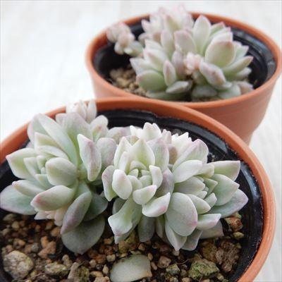日本花キ流通 多肉植物 hmエケベリア プロリフィカ錦 エケベリア 6cm 