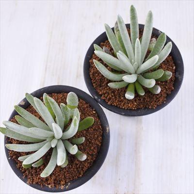 日本花キ流通 多肉植物 osセネシオ スカポーサス 新月 おもしろ多肉