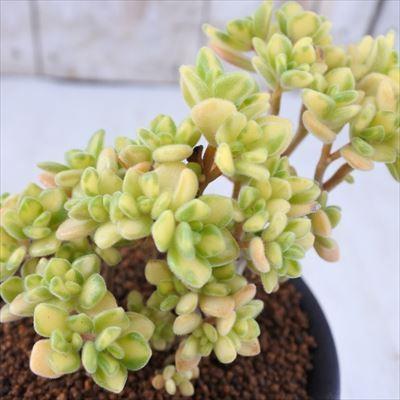 日本花キ流通 多肉植物 osアイクリソン錦 おもしろ多肉植物 : フラワー