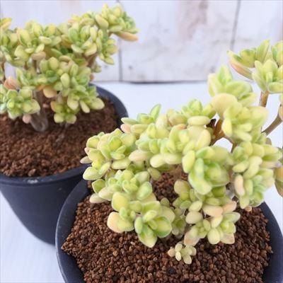 日本花キ流通 多肉植物 osアイクリソン錦 おもしろ多肉植物 : フラワー