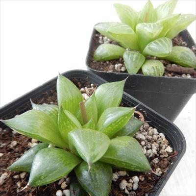 日本花キ流通 多肉植物 miハオルチア 氷砂糖 多肉植物 ハオルチア 7.5