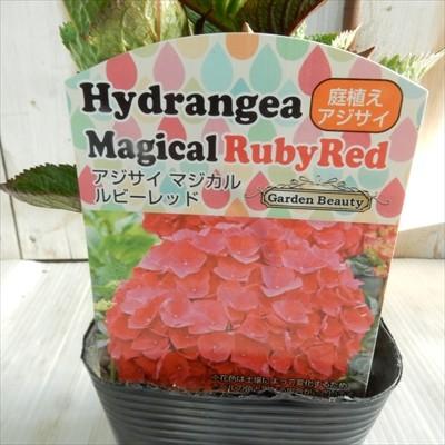 選べるアジサイ マジカルシリーズ あじさい 紫陽花 10 5cmポット苗 Z 601 002 フラワーネット日本花キ流通 通販 Yahoo ショッピング