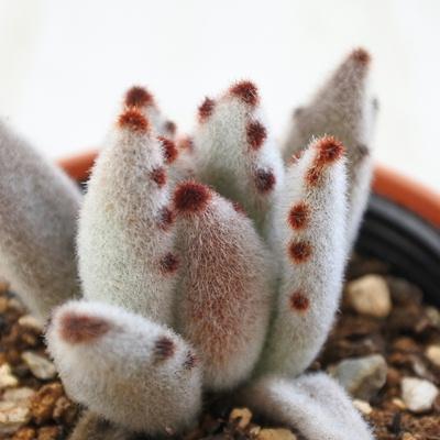 日本花キ流通 多肉植物 hmカランコエ パンダラビット 多肉植物