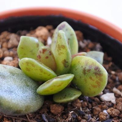 多肉植物 Hmアドロミスクス 松虫錦 多肉植物 アドロミスクス 6cmポット Z Hm 001 004 フラワーネット日本花キ流通 通販 Yahoo ショッピング