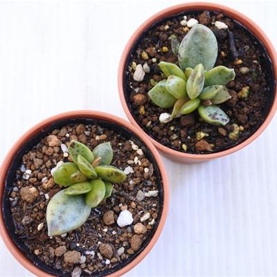 日本花キ流通 多肉植物 hmアドロミスクス 松虫錦 多肉植物 多肉植物松虫錦葉挿し