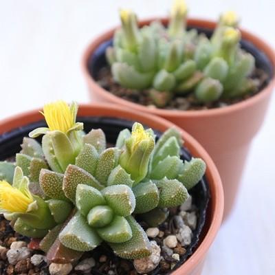 日本花キ流通 多肉植物 hmストマチウム 笹舟玉 ストマチウム 6cm 日本花キ流通 多肉植物 hmストマチウム 笹舟玉 ストマチウム 6cm