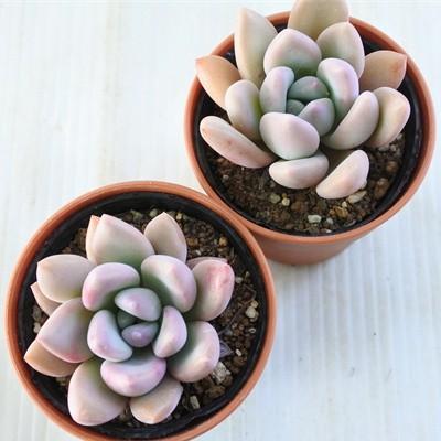 多肉植物 hmグラプトベリア オパリナ 多肉植物 グラプトベリア 6cm 多肉植物 hmグラプトベリア オパリナ 多肉植物 グラプトベリア 6cm